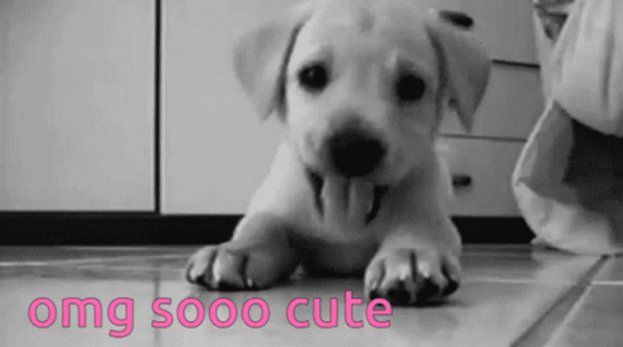 Cute Puppy Black And White GIF