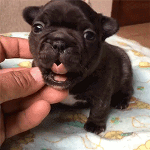 Cute Puppy Black Yawning GIF