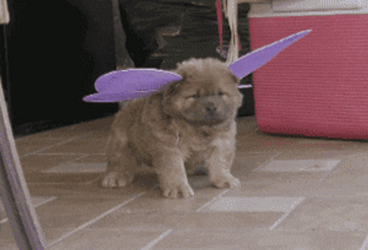 Cute Puppy Butterfly Wings Flirting GIF