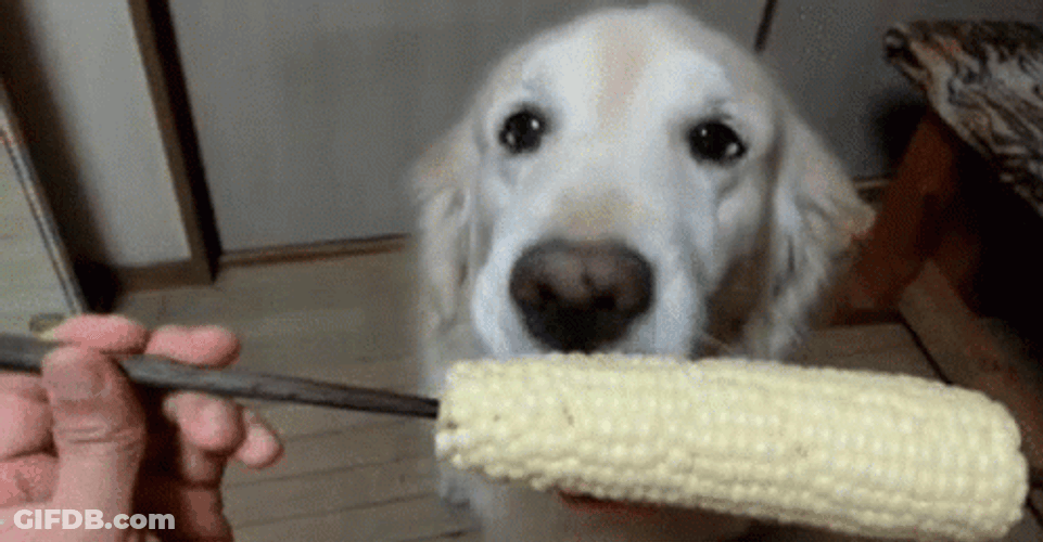 Cute Puppy Chewing On Corn GIF