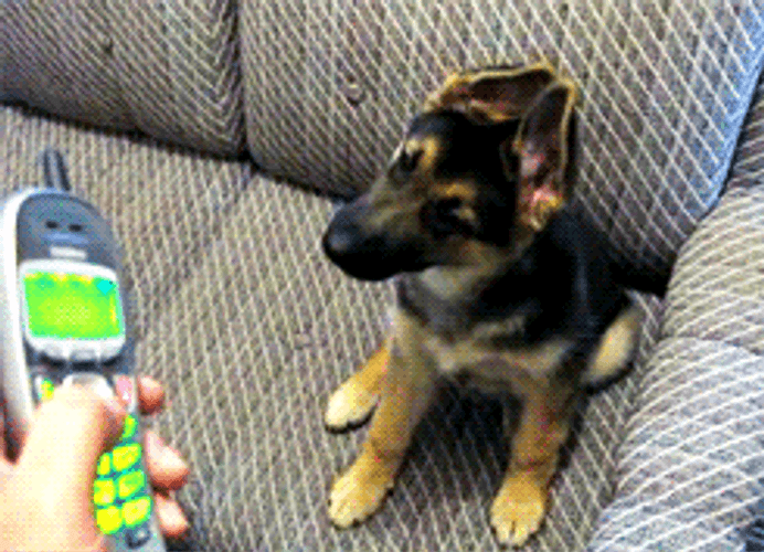 Cute Puppy Confused Cellphone GIF