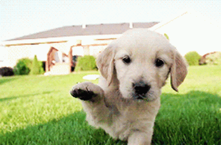 Cute Puppy Curious Reaching Paw GIF