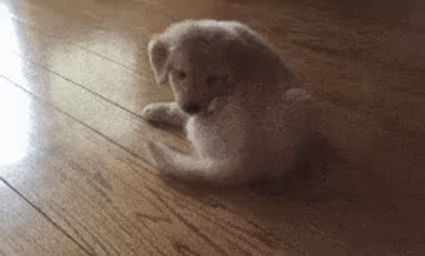Cute Puppy Dog Chasing Tail GIF
