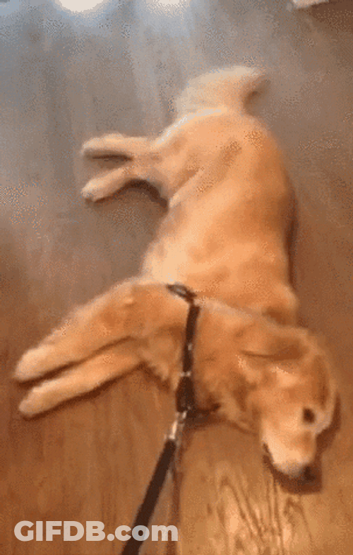 Cute Puppy Dog Drag Leash GIF