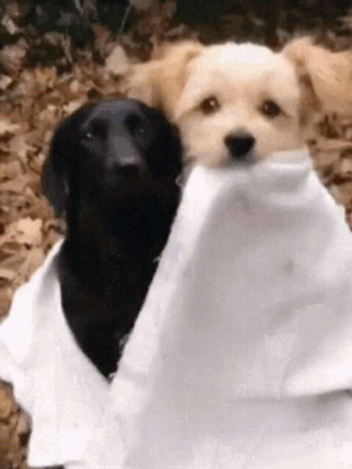 Cute Puppy Dog Hug GIF