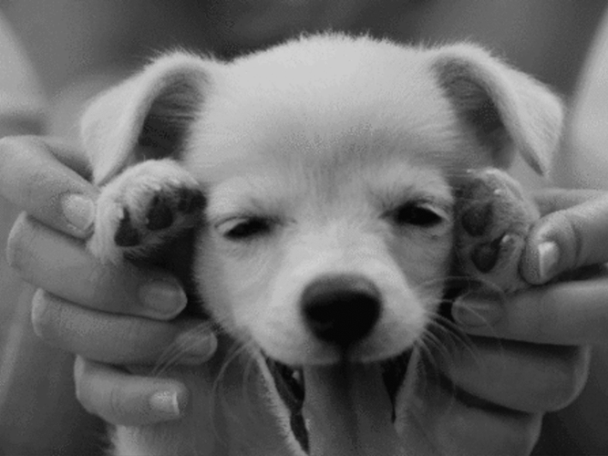 Cute Puppy Dog Peekaboo GIF