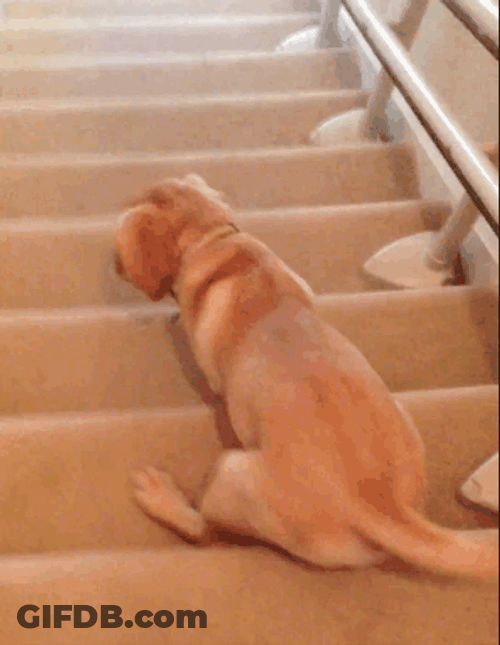 Cute Puppy Dog Sliding Stairs GIF