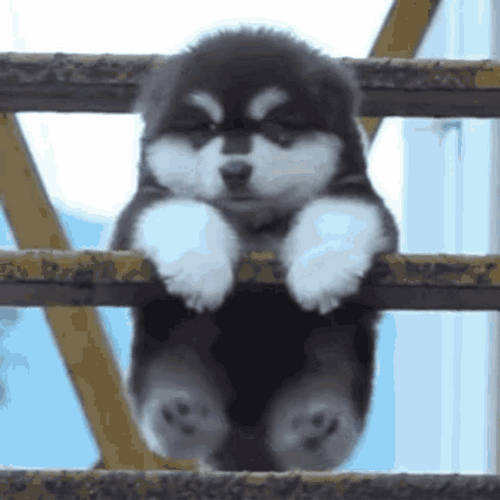 Cute Puppy Dog Swing GIF