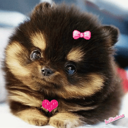 Cute Puppy Girl Ribbon Heart GIF