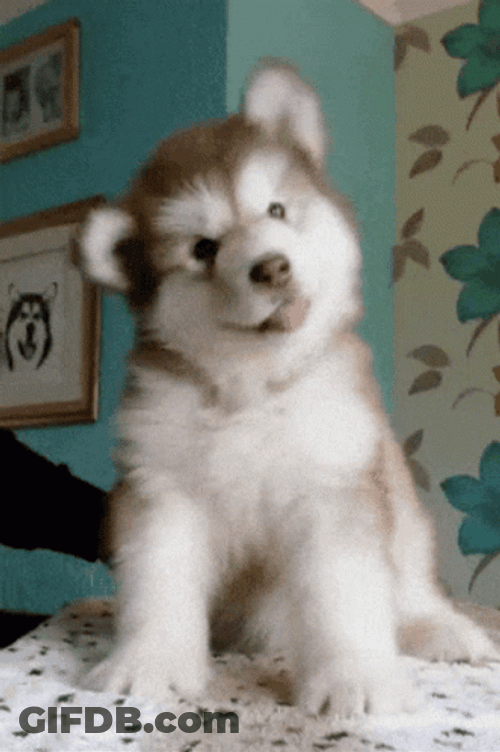 Cute Puppy Head Shake Neck Stretch GIF