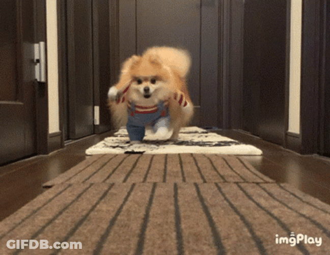 Cute Puppy Holding Knife While Running GIF