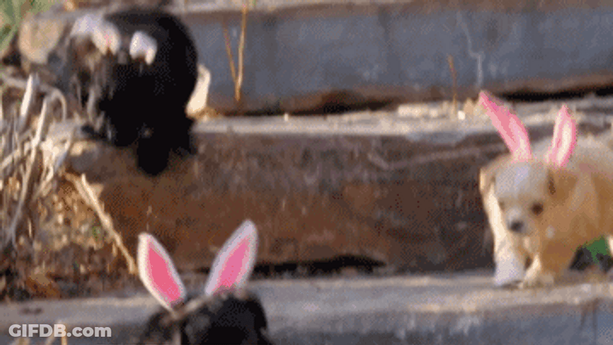 Cute Puppy Jumping Bunny Ears GIF
