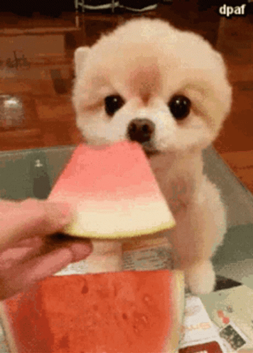 Cute Puppy Licking Watermelon GIF