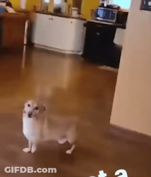 Cute Puppy Makes Me Want A Hot Dog GIF