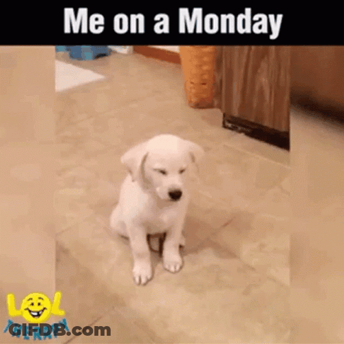 Cute Puppy Mood On Tired Monday GIF