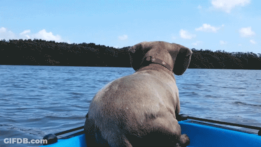 Cute Puppy Ocean Jump Reaction GIF