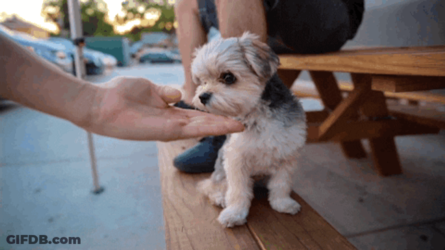 Cute Puppy Paw Handshake GIF