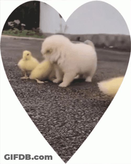 Cute Puppy Playing Chicks GIF