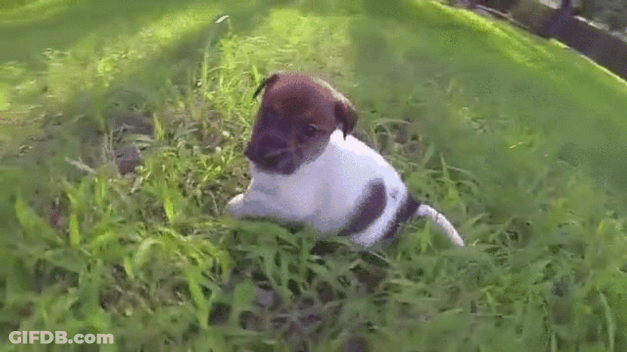 Cute Puppy Playing Fall Down GIF