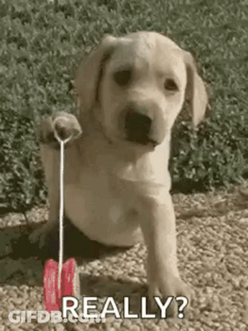 Cute Puppy Playing Yoyo Meme Really GIF