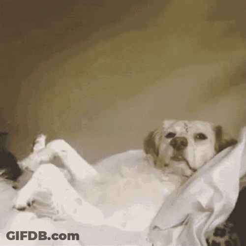 Cute Puppy Raising Hand I Did It GIF