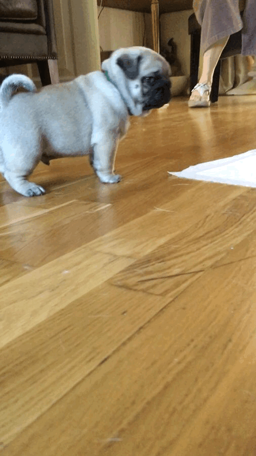 Cute Puppy Running Camera GIF