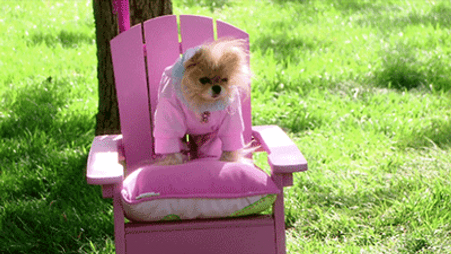 Cute Puppy Sassy Girl Pink GIF