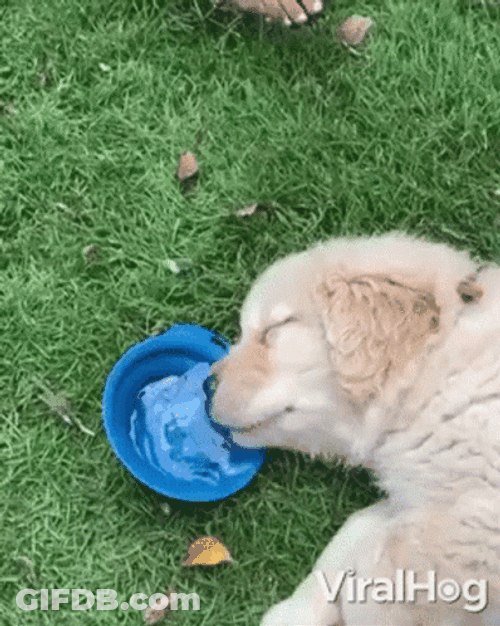 Cute Puppy Sleeping Drinking Water GIF
