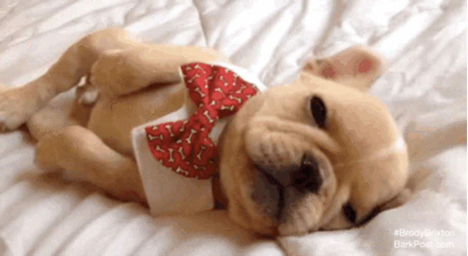 Cute Puppy Sleepy Bed Bow Tie GIF