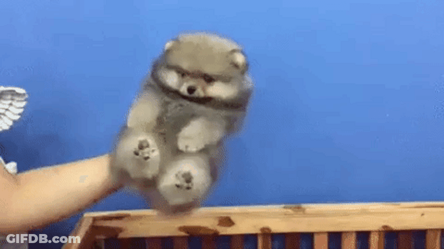 Cute Puppy Sway Air Dance GIF