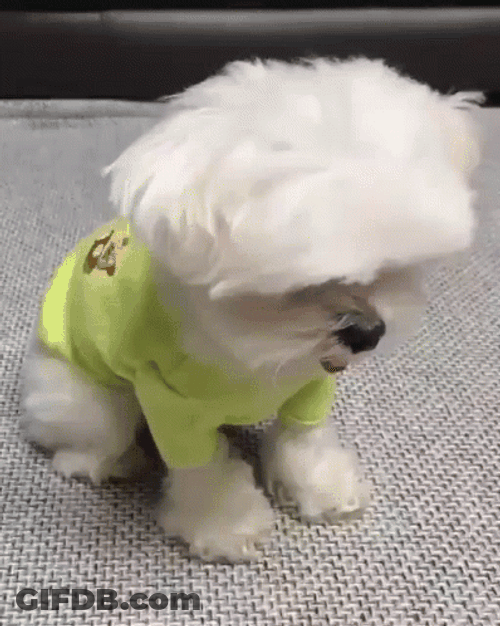 Cute Puppy Tongue Out GIF