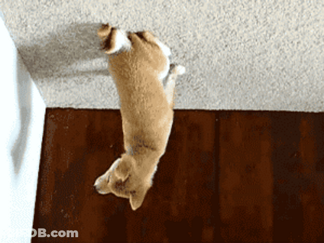 Cute Puppy Upside Down GIF
