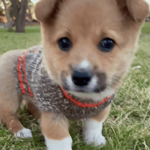 Cute Puppy Wearing Sweater Weather Snl GIF