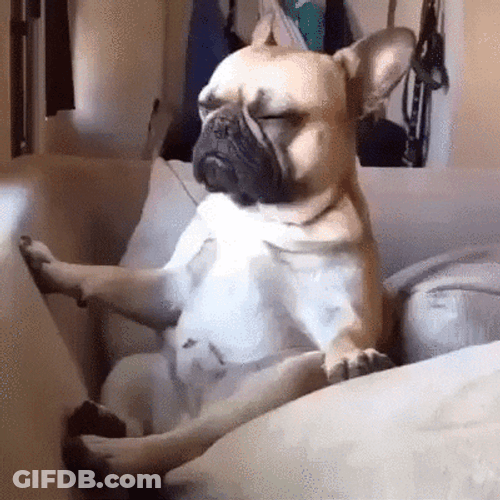 Cute Puppy Window Sit Sleepy GIF