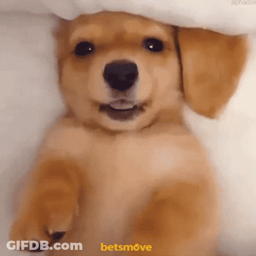 Cute Puppy Wink Bed GIF