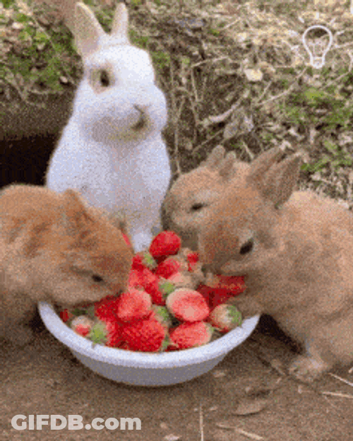 Cute Rabbit Eating GIF