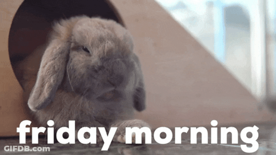 Cute Rabbit Friday Morning GIF