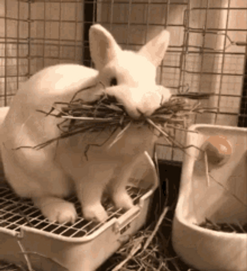Cute Rabbit Holding Twigs GIF