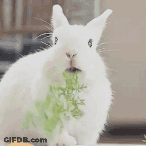 Cute Rabbit Munching Leaves GIF