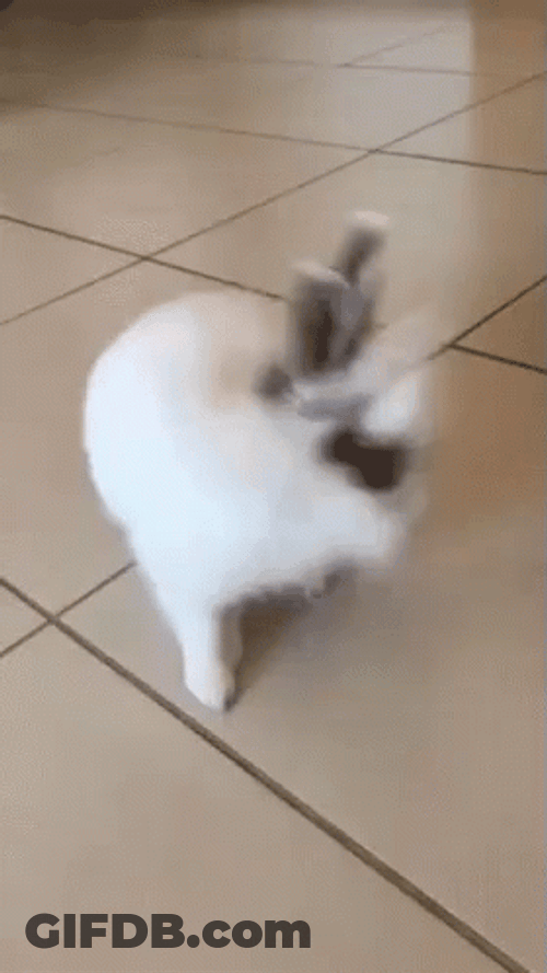 Cute Rabbit Reaction Que GIF