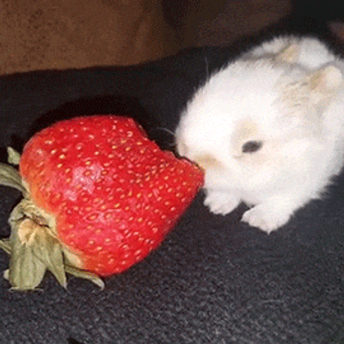 Cute Rabbit Yummy GIF
