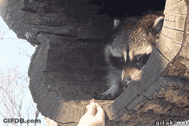 Cute Raccoon My Precious Food GIF