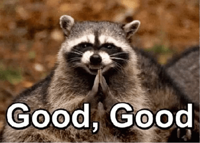 Cute Racoon Clapping Good Good GIF