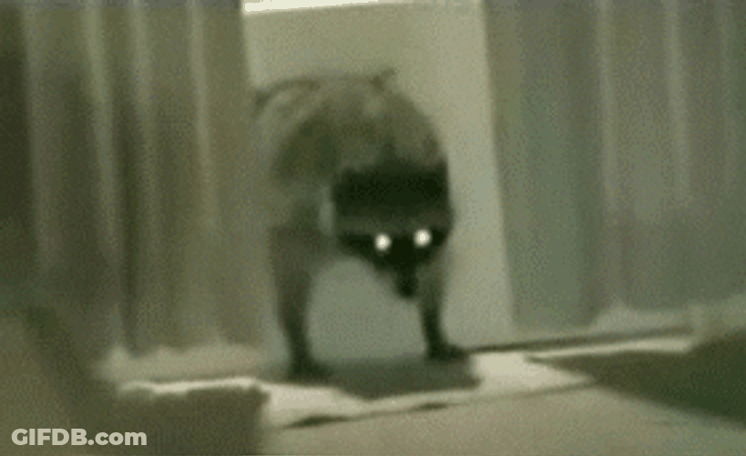 Cute Racoon Robber Stealing Hat GIF