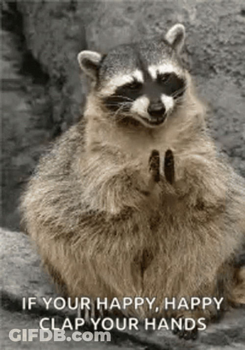Cute Racoon Slow Clap Clapping Hands Round Of Applause GIF