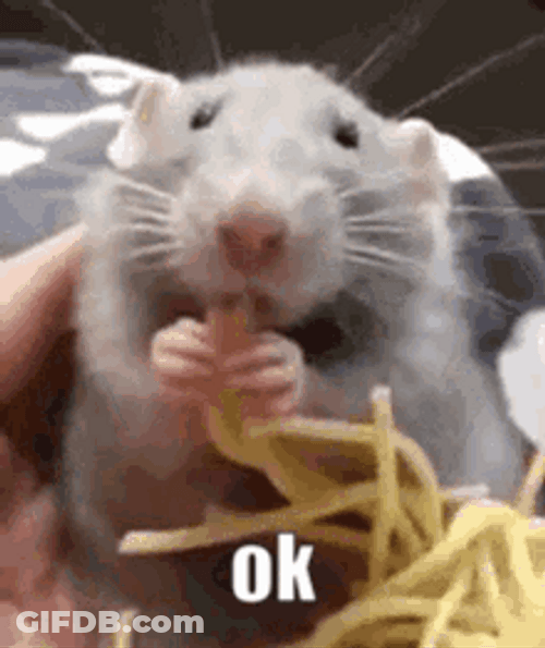 Cute Rat Eating Pasta GIF