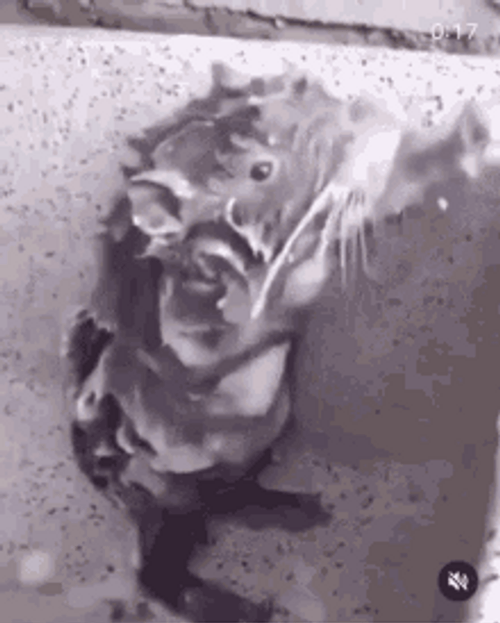 Cute Rat Taking Shower GIF