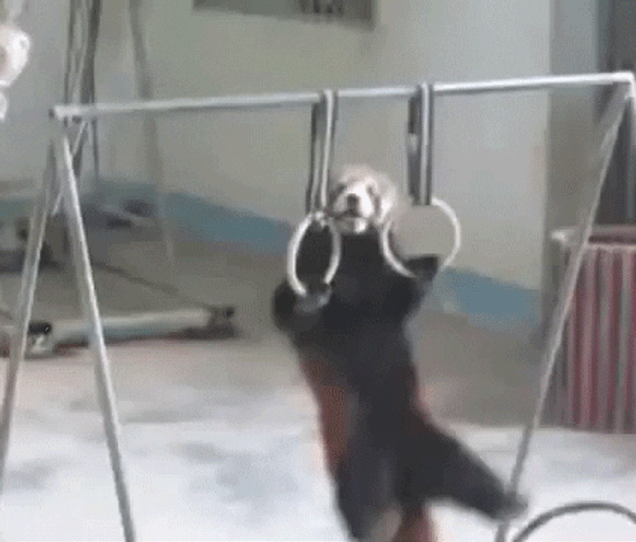 Cute Red Panda Pull Up GIF