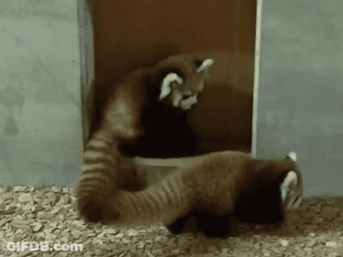 Cute Red Panda Snuggles GIF
