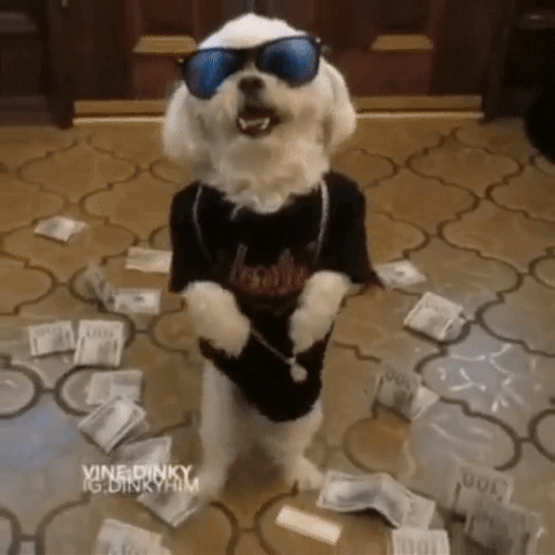 Cute Rich Dog Sunglasses GIF